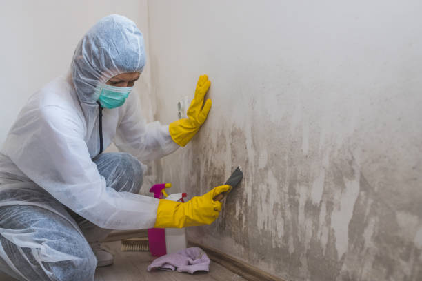 Best Post-Flood Mold Remediation in Greenville, NC