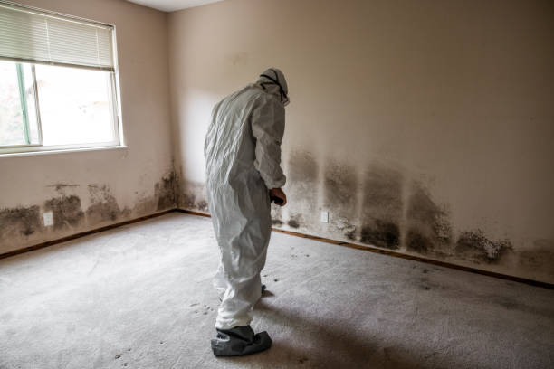 Best Basement Mold Remediation in Greenville, NC