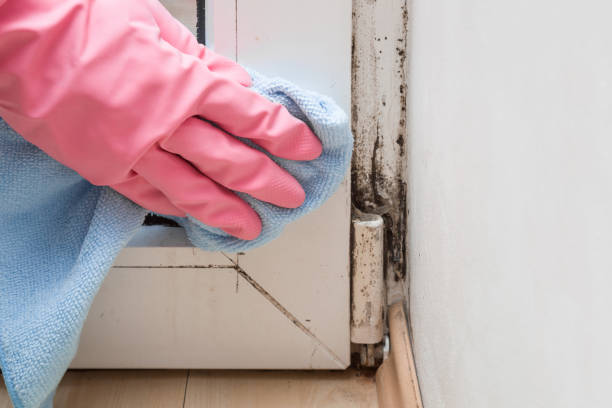 Best Attic Mold Remediation in Greenville, NC